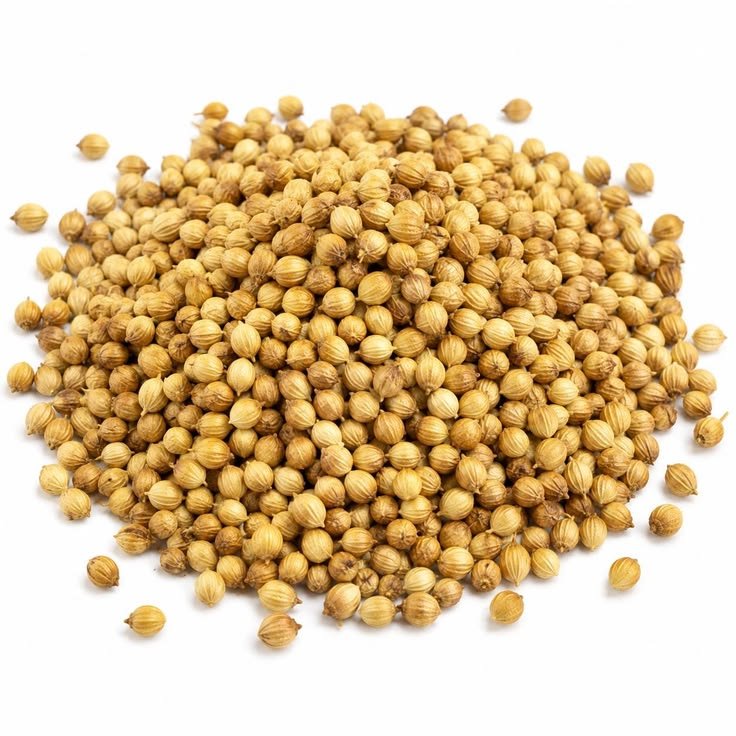Indian Coriander Seeds Exporter